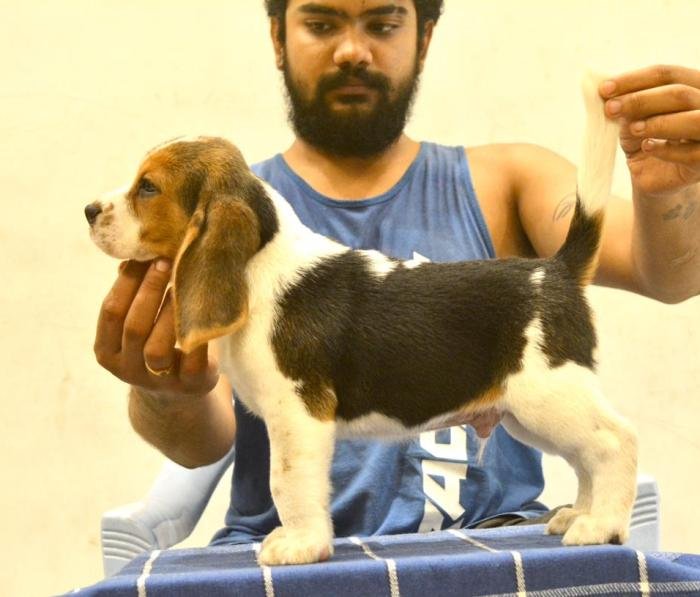DogsIndia.com - Beagle - Bigben - Sharma Ramesh