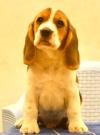 DogsIndia.com - Beagle - Bigben - Sharma Ramesh