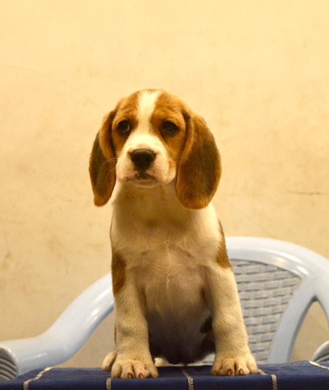 DogsIndia.com - Beagle - Bigben - Sharma Ramesh