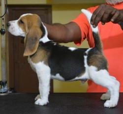 DogsIndia.com - Beagle - Bigben - Sharma Ramesh