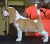DogsIndia.com - Beagle - Bigben - Sharma Ramesh