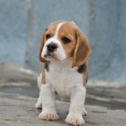 DogsIndia.com - Beagle - Bigben - Sharma Ramesh