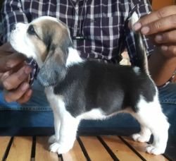 DogsIndia.com - Beagle - Brijesh Nair