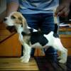 DogsIndia.com - Beagle - Brijesh Nair