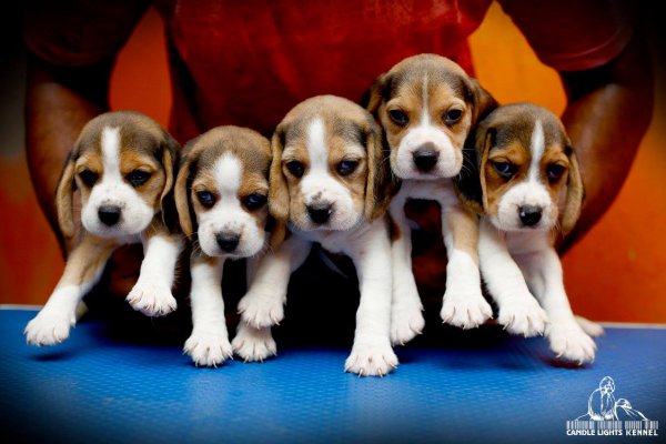 DogsIndia.com - Beagle - Candle Lights Kennel