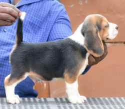 DogsIndia.com - Beagle - Crossfield's - Easwaramoorthy