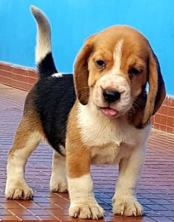 DogsIndia.com - Beagle - Crossfield's - Easwaramoorthy