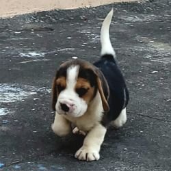 DogsIndia.com - Beagle - Crossfield's - Easwaramoorthy