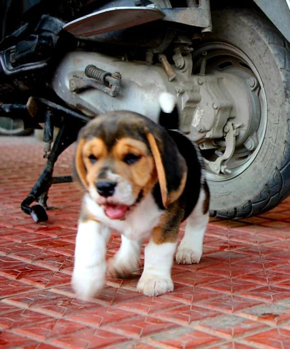 DogsIndia.com - Beagle - Crossfield's - Easwaramoorthy