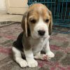 DogsIndia.com - Beagle - Deepak Anand