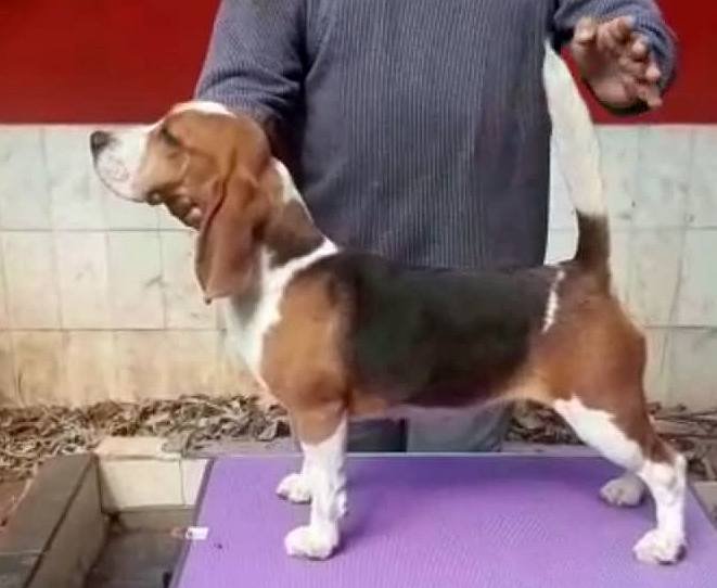 DogsIndia.com - Beagle Grown-Up - Dr. Ravi