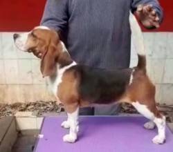 DogsIndia.com - Beagle Grown-Up - Dr. Ravi