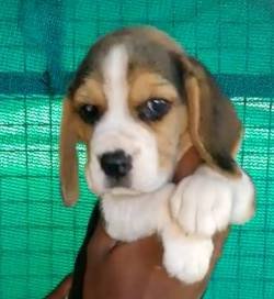 DogsIndia.com - Beagle - Dr.Ravi