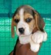 DogsIndia.com - Beagle - Dr.Ravi