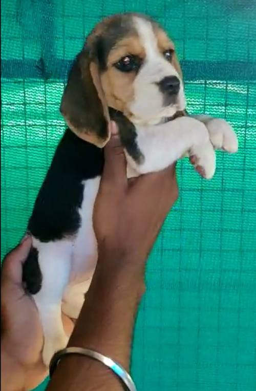 DogsIndia.com - Beagle - Dr.Ravi