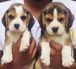 DogsIndia.com - Beagle - Dr. Ravi