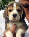 DogsIndia.com - Beagle - Dr. Ravi