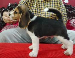 DogsIndia.com - Beagle - Dr. Ravi