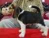 DogsIndia.com - Beagle - Dr. Ravi