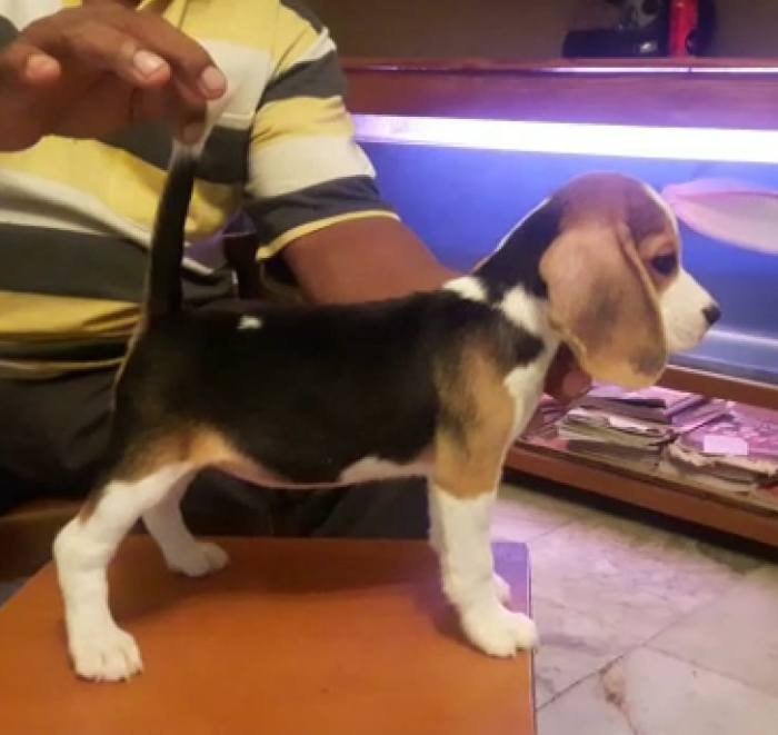 DogsIndia.com - Beagle - Dr.Ravi