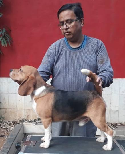 10 Month Old Beagle Male Puppy - Dr. Ravi