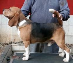 10 Month Old Beagle Male Puppy - Dr. Ravi