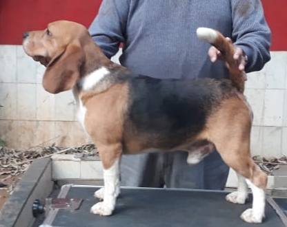 10 Month Old Beagle Male Puppy - Dr. Ravi
