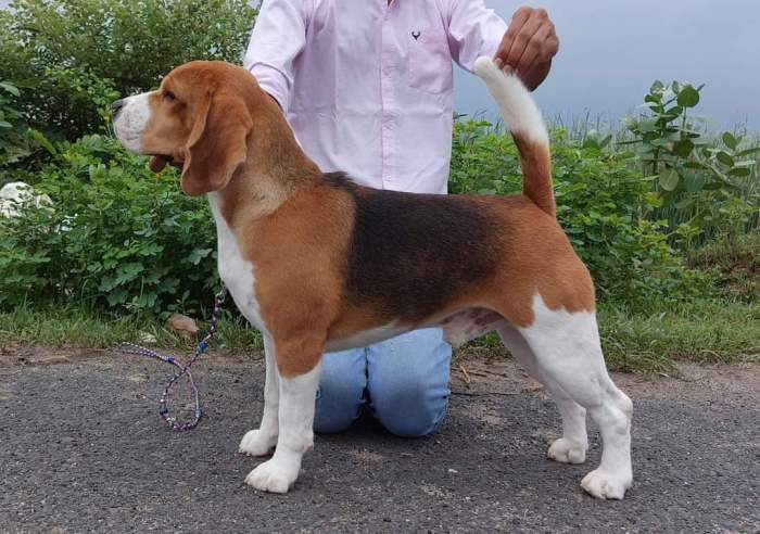 DogsIndia.com - Beagle Available at Stud at Mumbai - Dr. Ravi