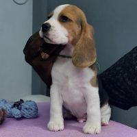 DogsIndia.com - Beagle - Faithtrot - Dr.Andrew