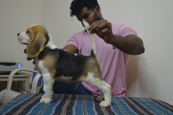 DogsIndia.com  Beagle  Faithtrot  Dr.Andrew