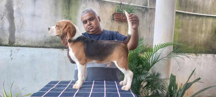 DogsIndia.com  Beagle Faithtrot