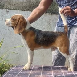 DogsIndia.com  Beagle Faithtrot