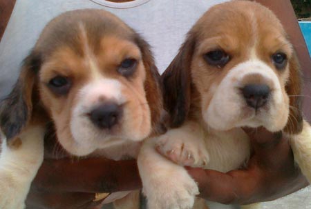 Dogs India Beagle Gold Land