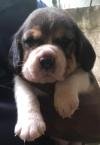 DogsIndia.com - Beagle - Jochim Beagles - Joshua
