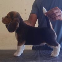 DogsIndia.com - Beagle - Karunakaran
