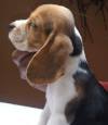 DogsIndia.com - Beagle - Kinderlands Beagles - Kishore