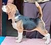 DogsIndia.com - Beagle - Kinderlands Beagles - Kishore