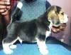 DogsIndia.com - Beagle - Kinderlands Beagles - Kishore