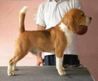 DogsIndia.com - Beagle - Kinderlands Beagles - Kishore
