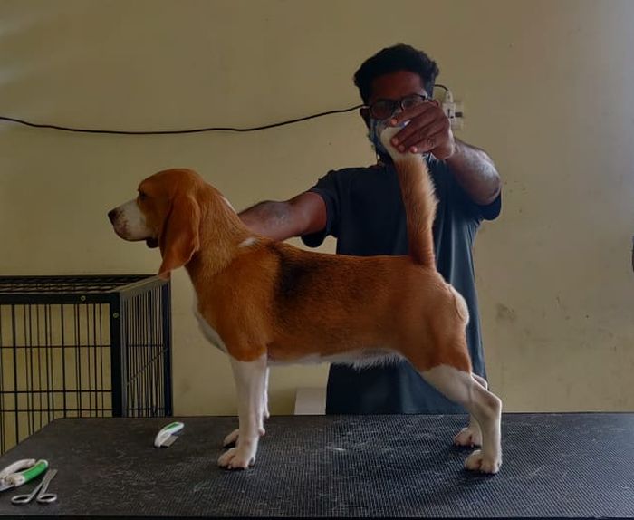 DogsIndia.com - Beagle - Lathika Kennels