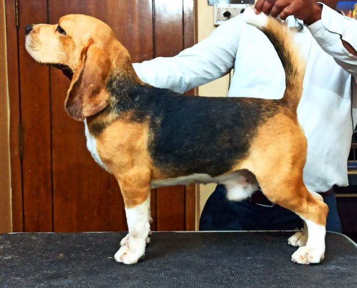DogsIndia.com - Beagle - Lathika Kennels