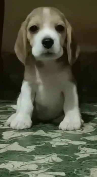 DogsIndia.com  Beagle  Lathika Kennels