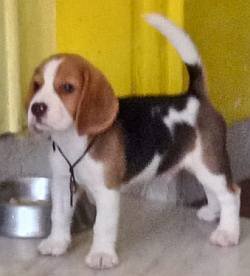 DogsIndia.com - Beagle - Moneesh's Kennel - Illangovan