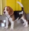 DogsIndia.com - Beagle - Moneesh's Kennel - Illangovan