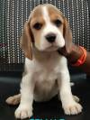 DogsIndia.com - Beagle - Moneesh's Kennel - Illangovan