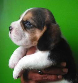 DogsIndia.com - Beagle - Moneesh's Kennel - Illangovan