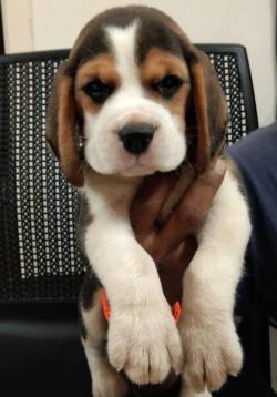 DogsIndia.com - Beagle - Moneesh's Kennel - Illangovan