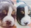 DogsIndia.com - Beagle - Hayesberg - Nihal