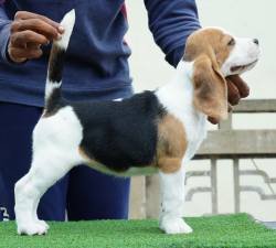 DogsIndia.com - Beagle - Nishmaar's - Nishanth Kumar