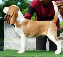 DogsIndia.com - Beagle - Nishmaar's - Nishanth Kumar